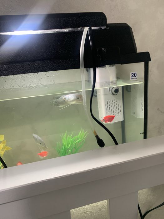 Продается аквариум 20 литров с рыбами
