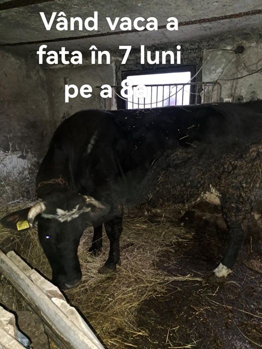 Vând vaca gestanta în 7 pe a opta luna