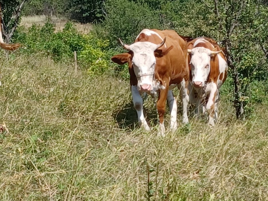Vând juninci gestante din mame cu origine