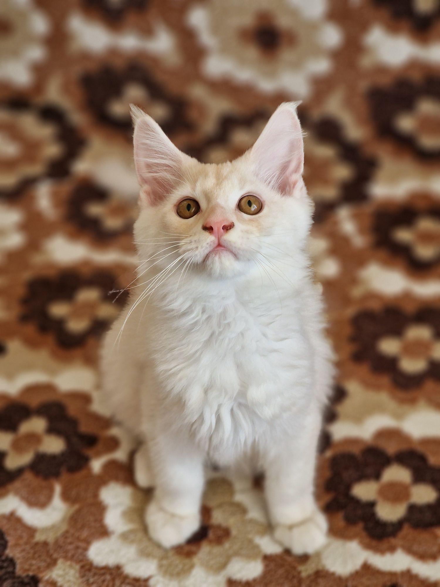 Котенца Мейн Куун