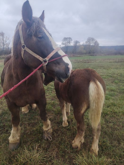 Vând un mânz de 6 luni