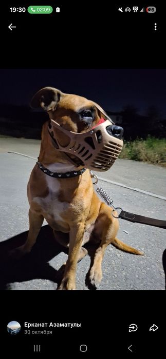 Питбуль Ищет суку для вязки