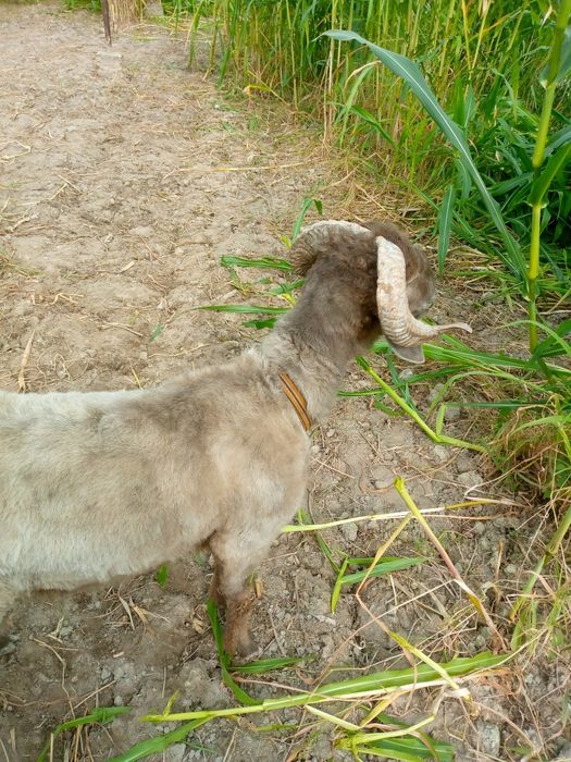 Кукор сотилади уйни моли