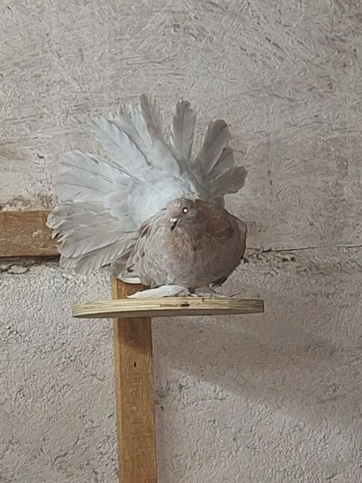 Indieni Voltați indieni