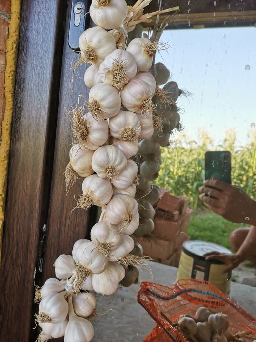 Usturoi de vanzare