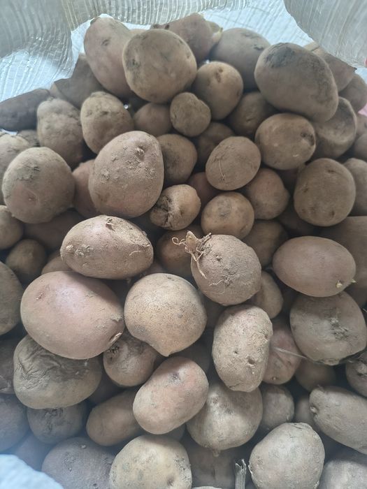 Vând cartofi pentru porci