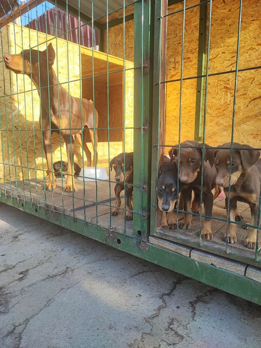 Продам щенят порода Доберман.