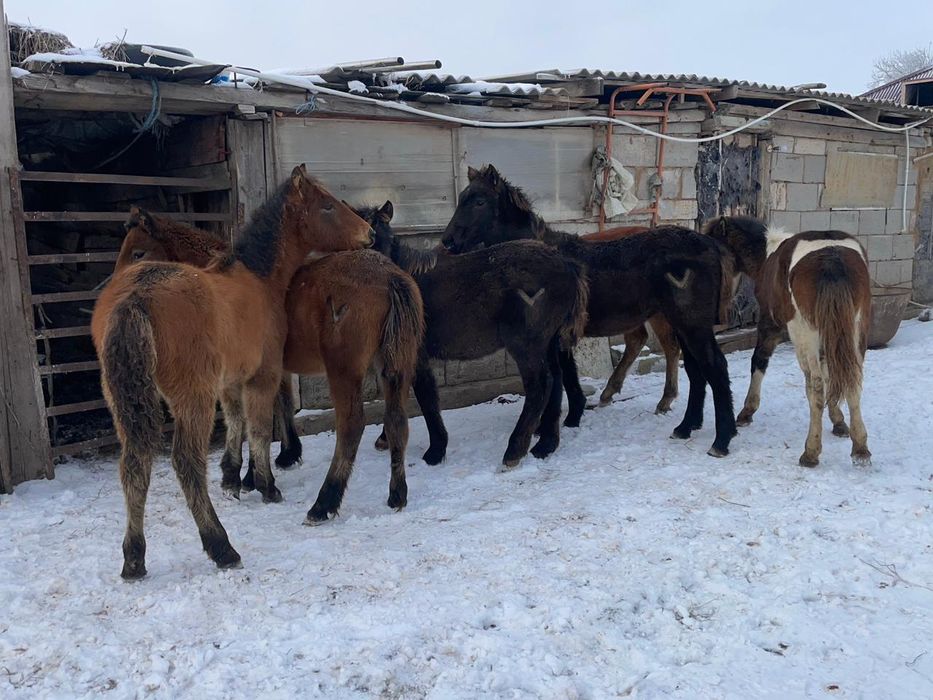 Продам жабагы на мяса по 300-320 тыс есть услуги резчика бесплатно