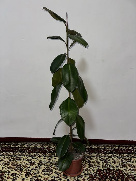 Fikus guli. Bóyi ikki xil