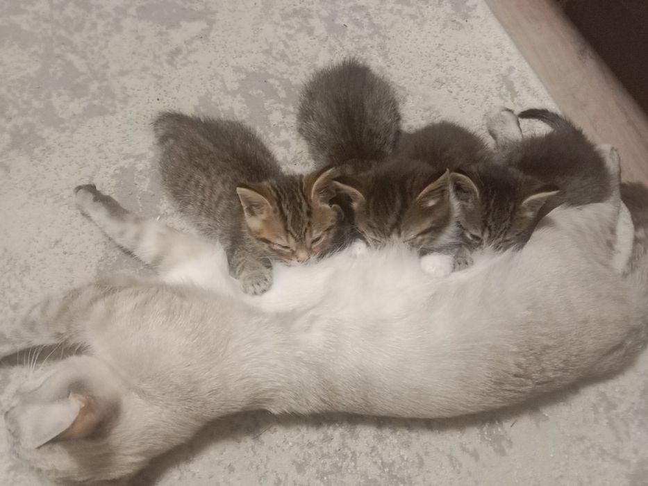 Отдам котят в добрые руки