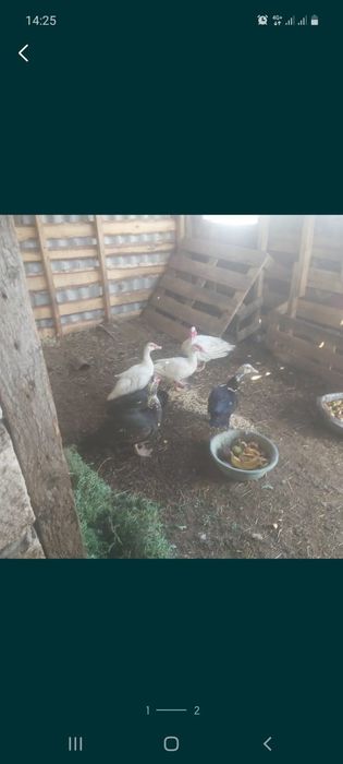 Продам семью индоуток 4+1 Обмен на овцу