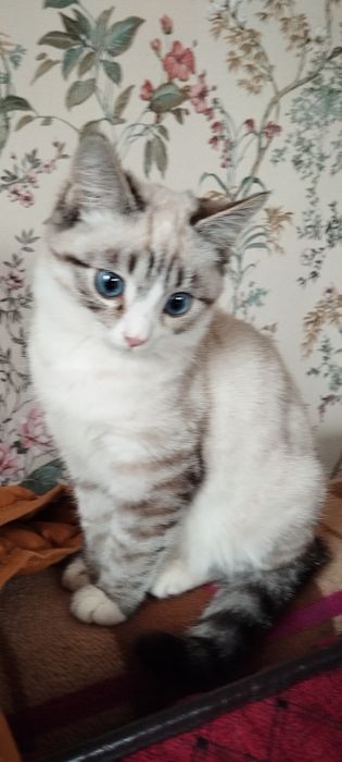 Отдам симпатичного котика.