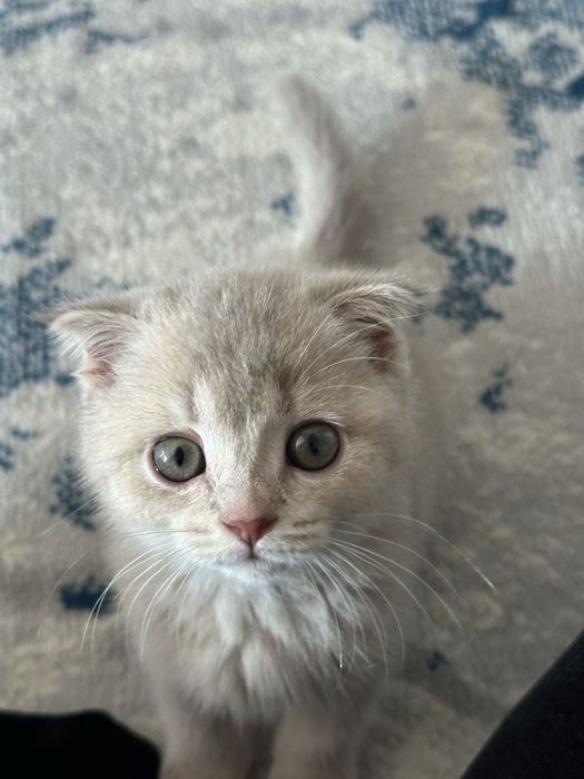 Скотиш фолд срочно продаётся + лоток