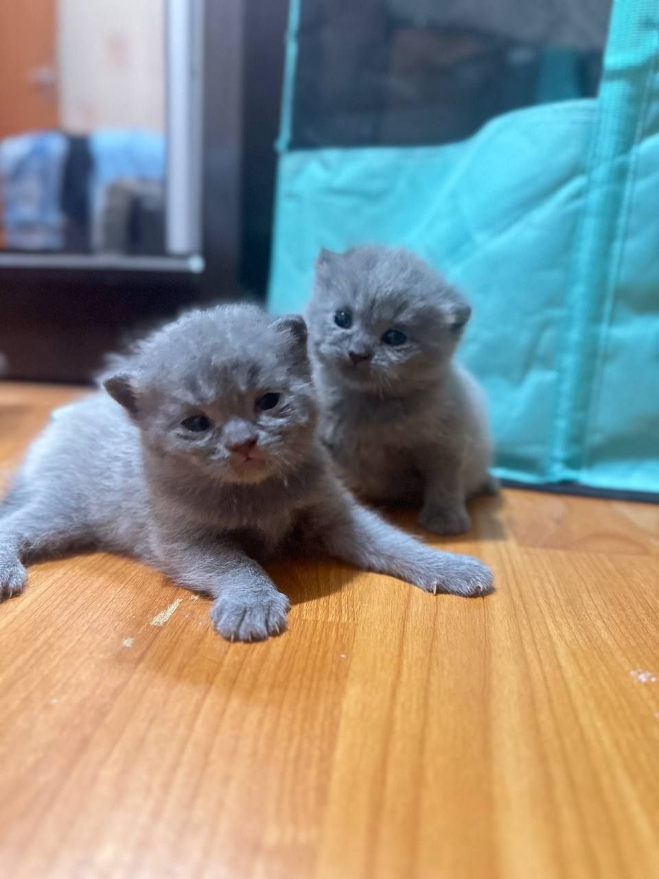 Катята  скотиш страйт