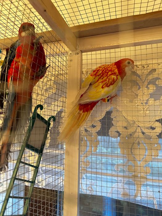 Vând papagali rosella cu voliera