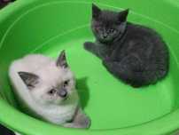 British Shorthair Colorpoint