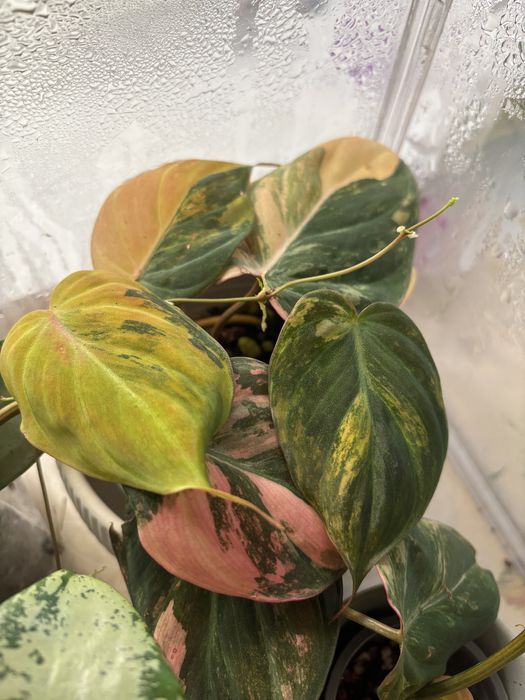 Миканс с розовым варом