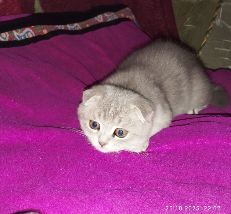 Shatlaniskaya mushuk