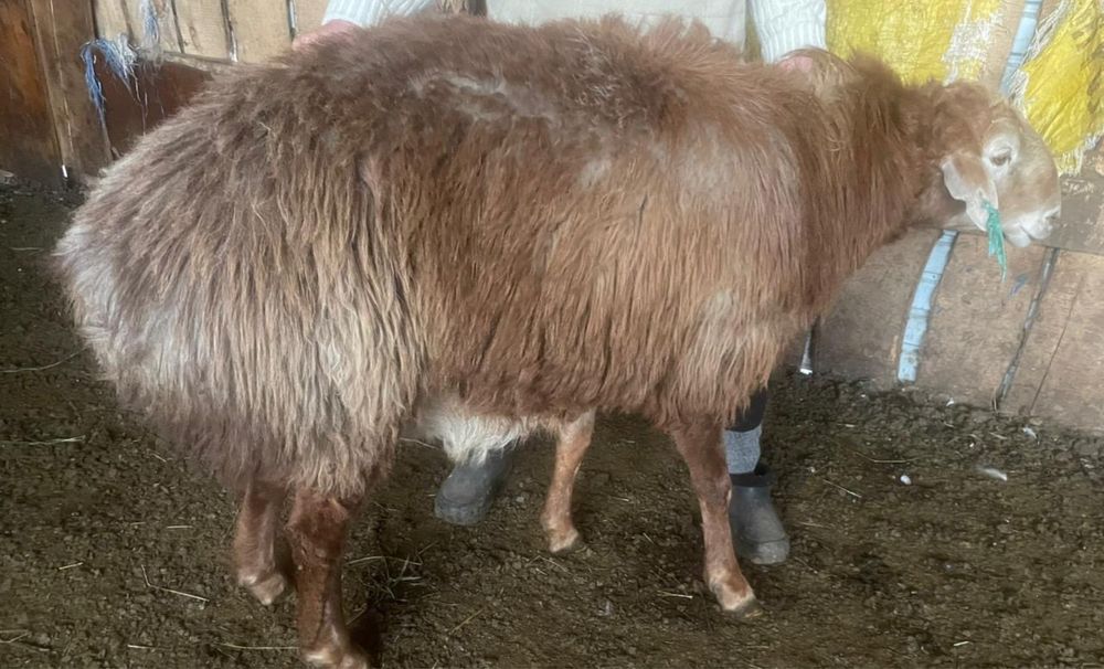 Племенной кошкар