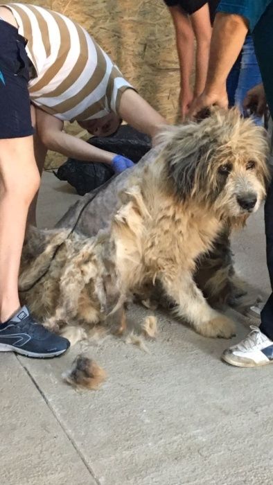 Tund / tuns caini la domiciliu inclusiv talie mare si uriasa