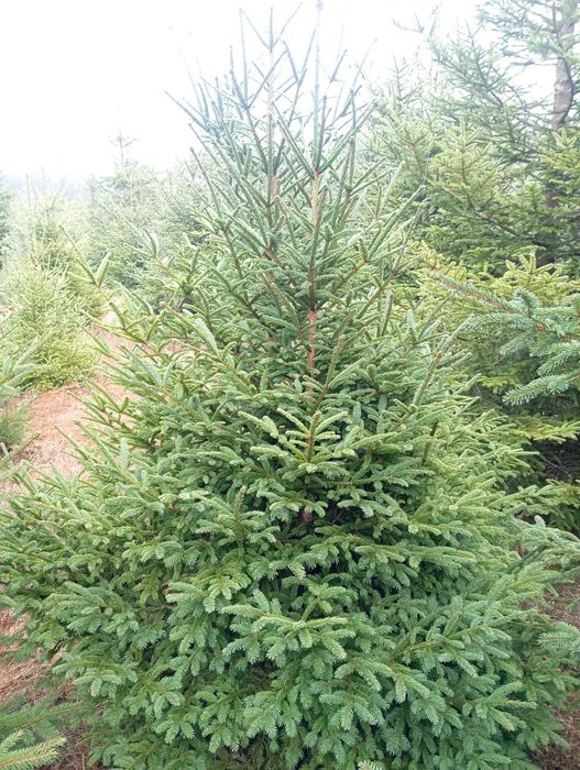 Живи Коледни ЕЛХИ