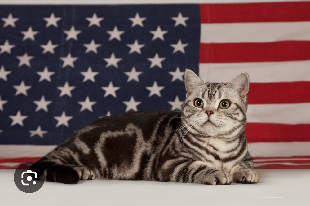 Вязка Американский короткошерстный