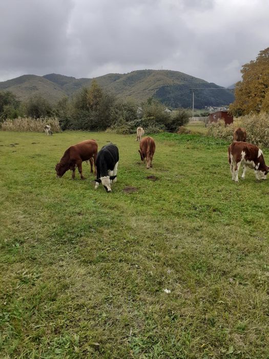 Vând 3 tăurasi si o vițea