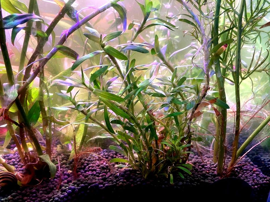 Rasteniyalar sotiladi