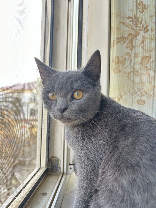 Кошка мальчки бесплатно