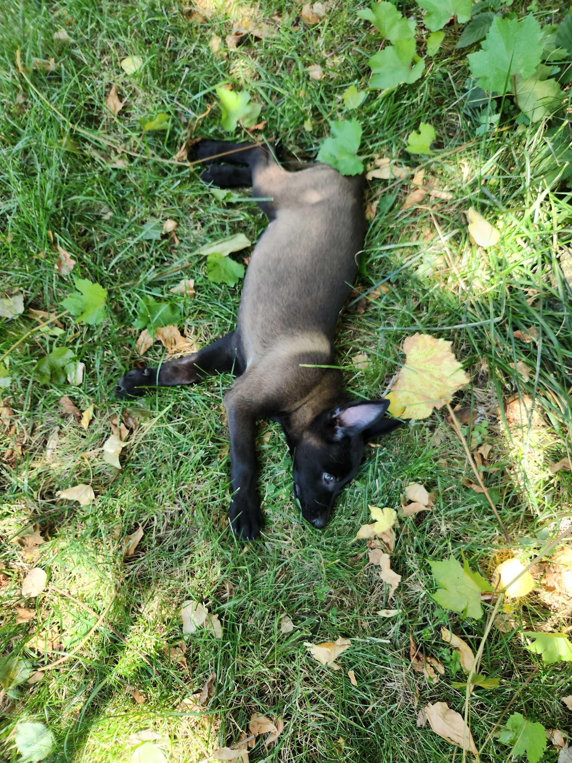Femela Ciobanesc belgian Malinois cu pedigree