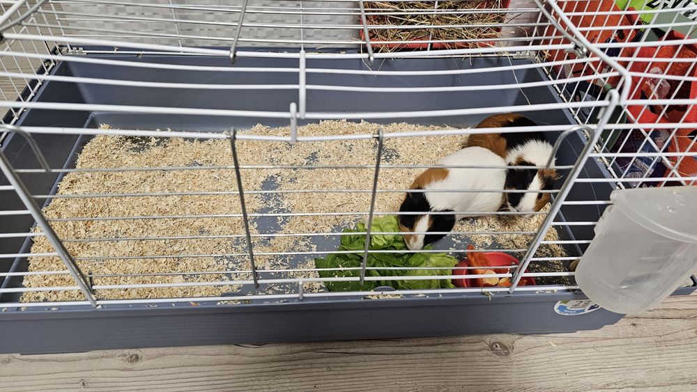 Vand cusca pt porci de guineea, iepuri, hamsteri