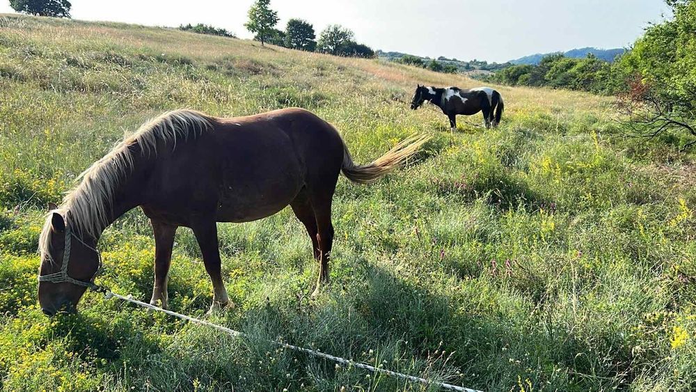 Продавам кобила на 4 години и конче женско на 9 месеца