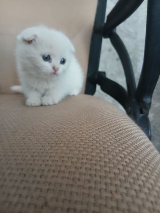 Mushuk bolalari zotdor