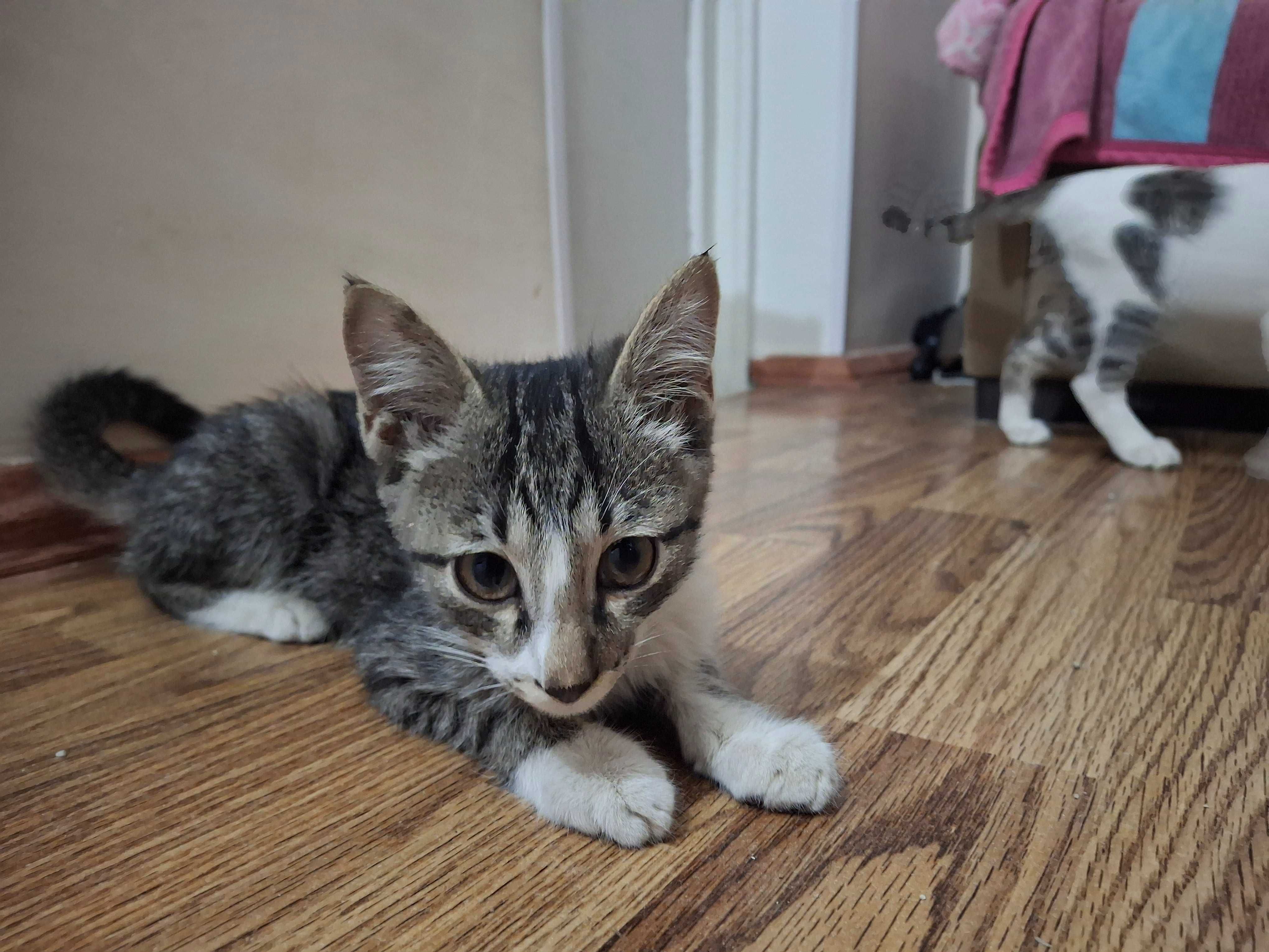 Котята, маленькие, в хорошие руки