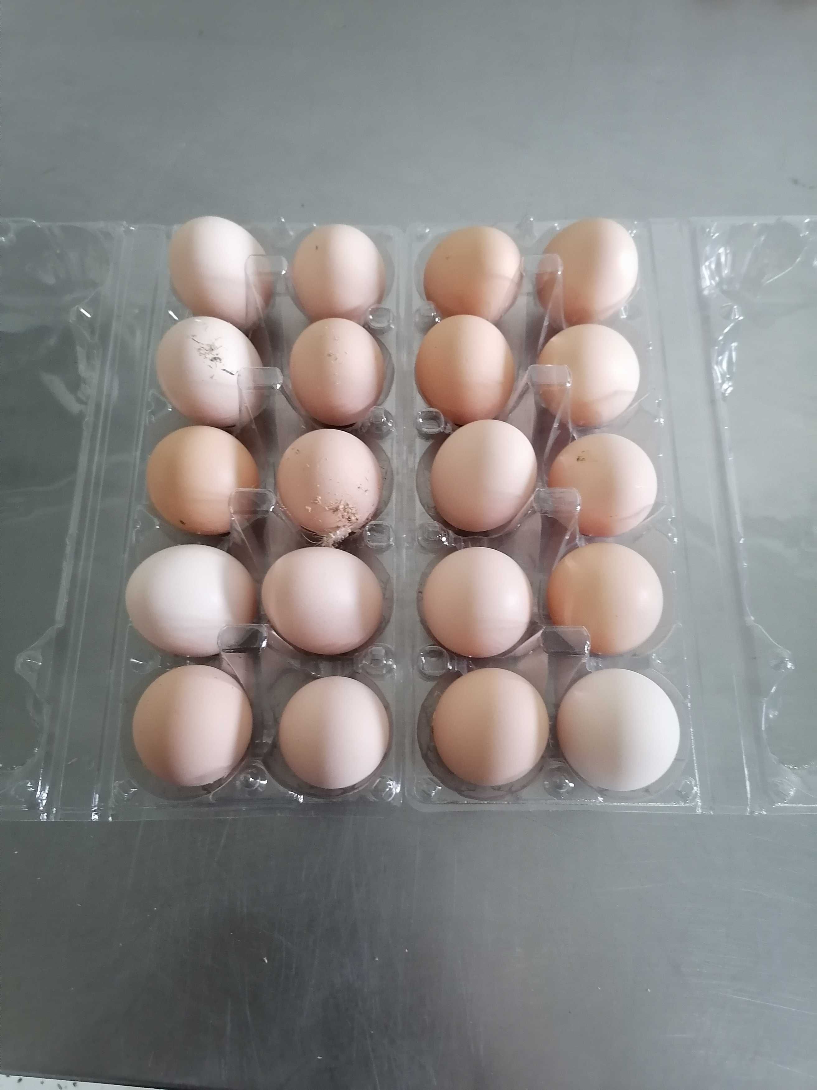 Ouă de vânzare de la găini fericite