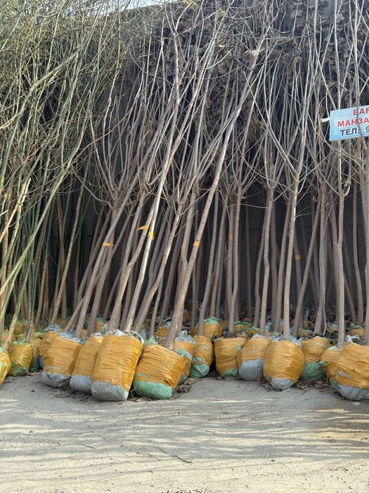 Dekorativni daraxtlar