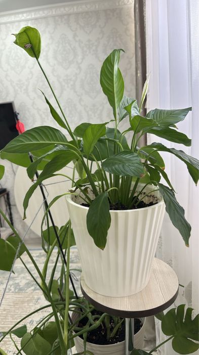 Гүлдер сатылады