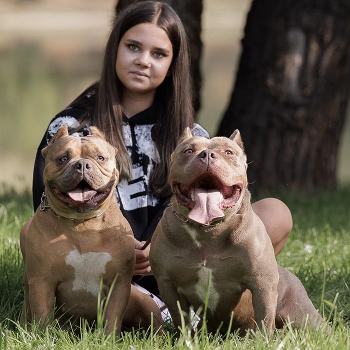 Американские булли щенки