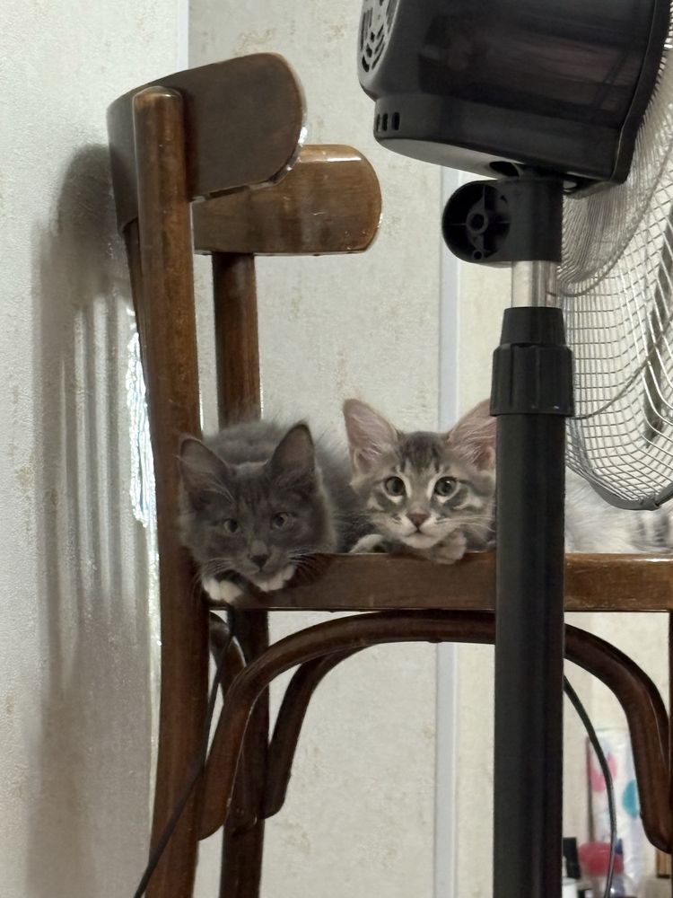 Отдаем двух котят, 3х месячные