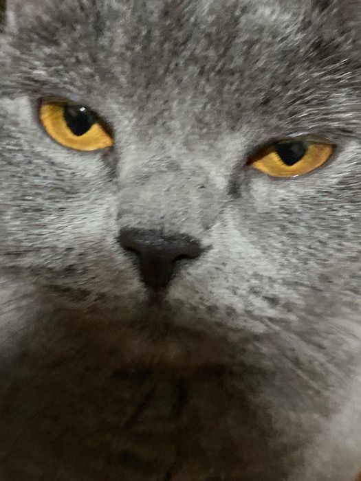 Отдам породистую  стерилизованную кошку в хорошии руки