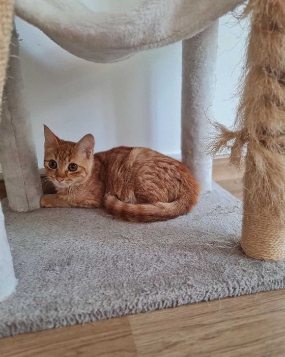 Рижаво коте си търси дом