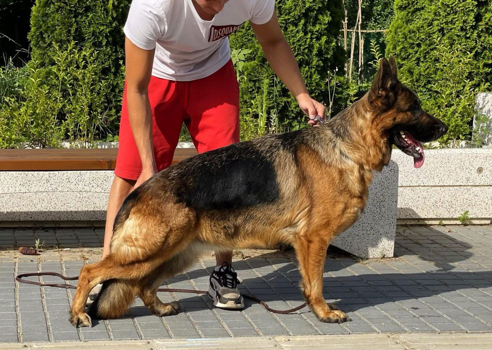 Немски овчарки с родословие