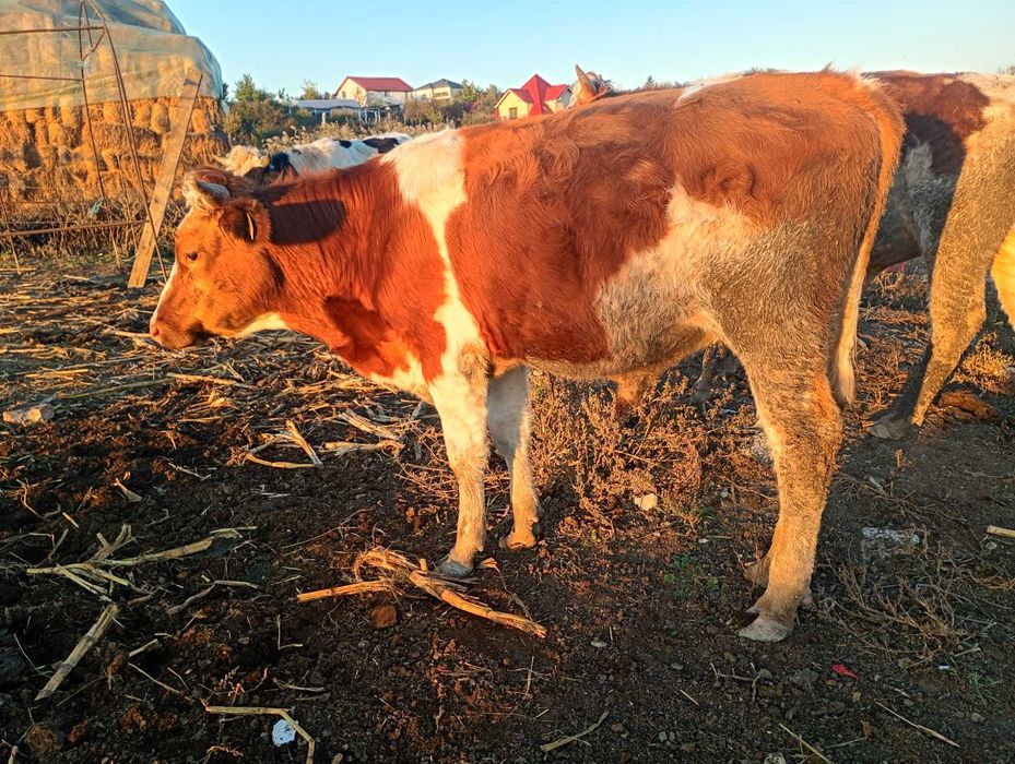 Band vitel  6500 de lei