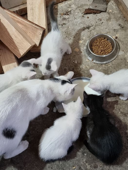 Donez pisicuți...