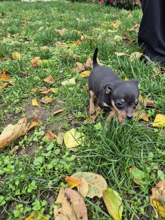 Продават се пинчер