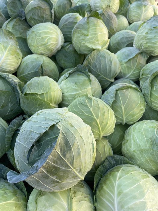 Varza pentru murat !