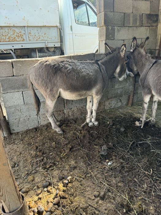 Продам осел ешек сатамын