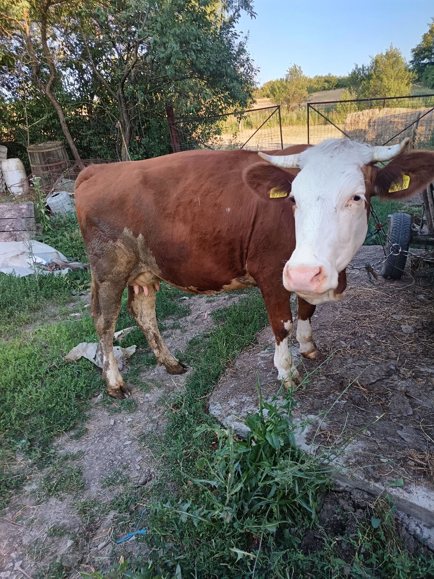 Vaca de vânzare Dobrin