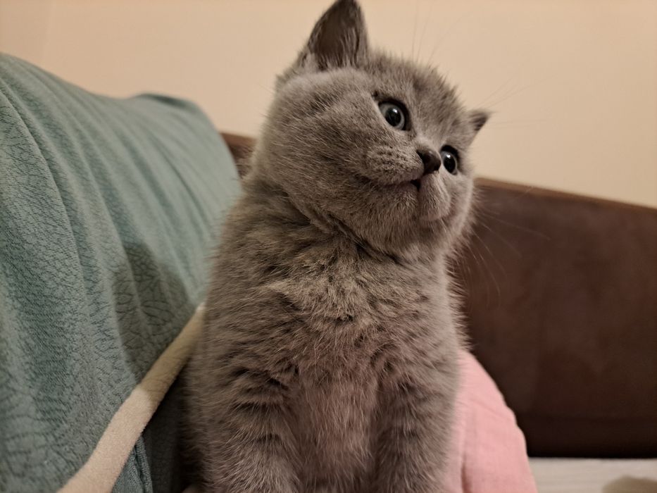British shorthair