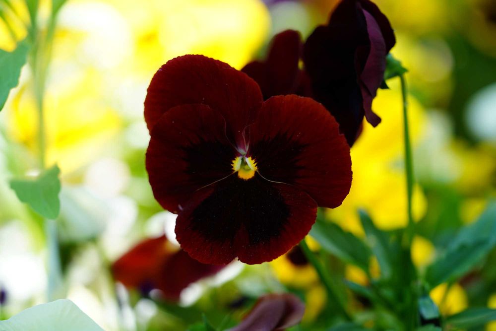 Обектив Sony SEL90M28G FE 90mm F2.8 Macro G OSS